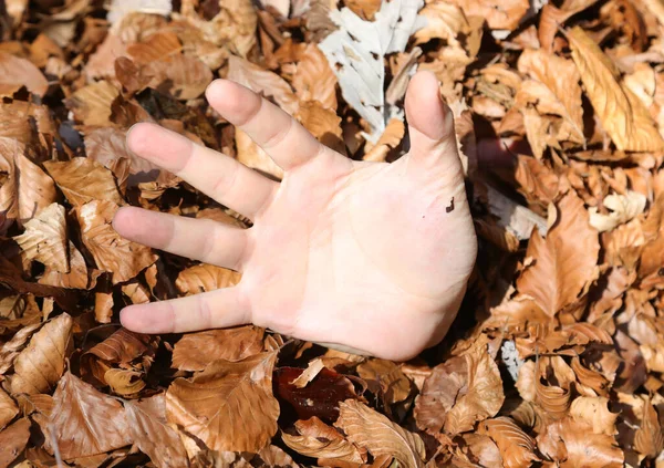 Finding Hand Man Buried Woods Many Deciduous Leaves — 스톡 사진