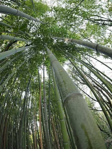 inside a forest of tall stems of bamboo plants with leaves that are the pandas favorite food