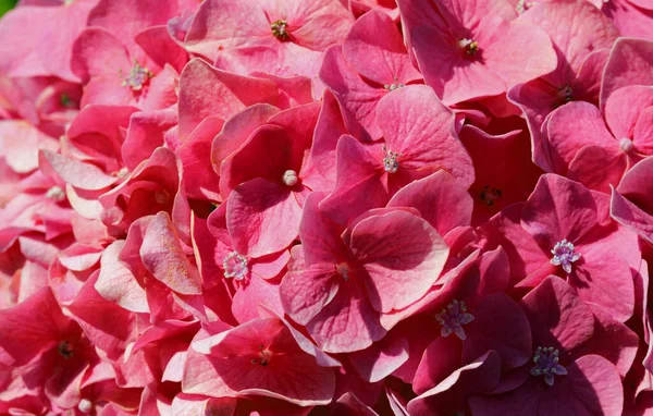 Grote Bloeiende Hortensia Bloemen Een Tuin Van Een Appartementencomplex Stad — Stockfoto