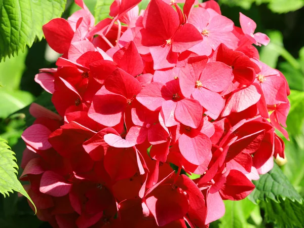 Blooming Red Hydrangea Flowers Garden Green Leaves — Stock Photo, Image