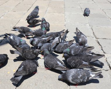 Meydandaki bir grup güvercin turistlerin attığı ekmek kırıntılarını gagalarken...