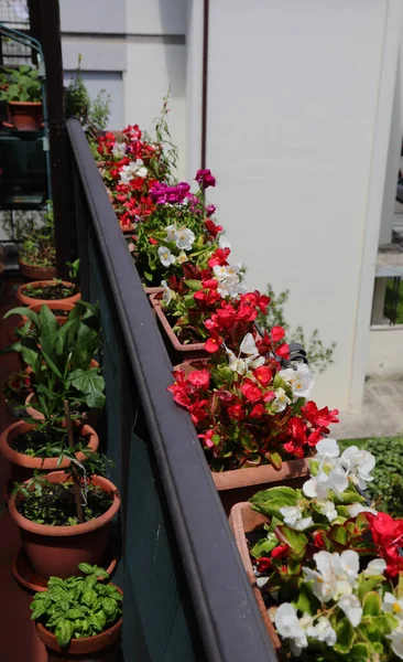 Många Krukor Med Begonia Blommor Och Andra Växter Terrassen Lägenheten — Stockfoto