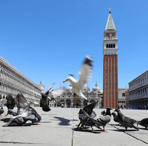 Flying Seagull Landing Pigeons Saint Mark Square Venice Italy Southern — стоковое фото