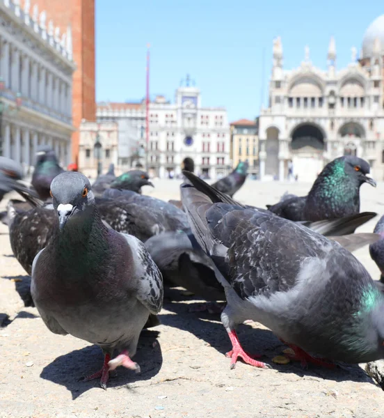 Много Голубей Главной Площади Острова Венеция Италии Европе — стоковое фото