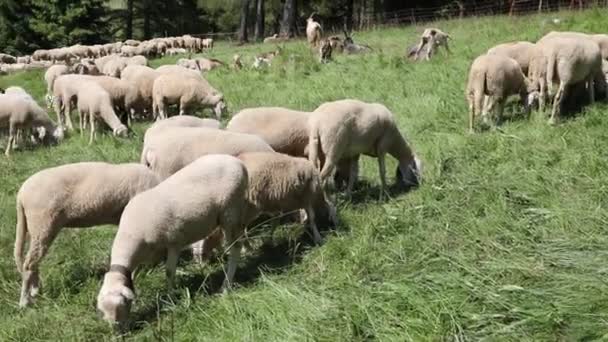 Schafe Mit Weißem Wollvlies Grasen Auf Der Bergwiese — Stockvideo