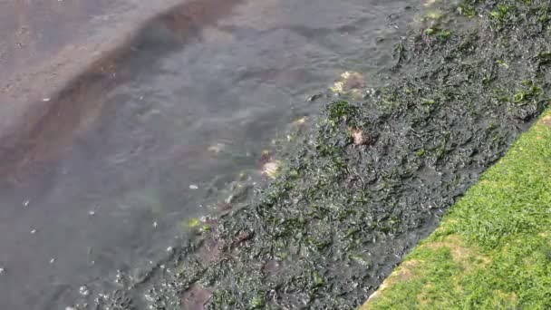 Steps Island Venice Italy Water Bathes Seaweed — Vídeos de Stock