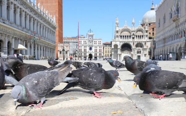 Many Pigeons Main Square Venice Italy Europe — стоковое фото