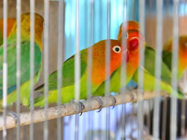 Colorful Parrots Cage Sale Pet Store — Fotografia de Stock