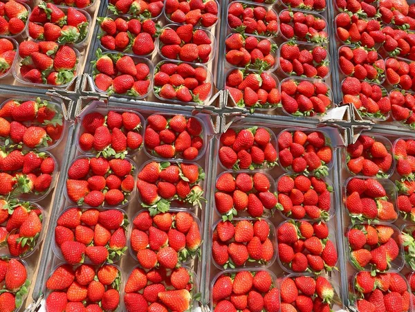 小盒新鲜采摘的成熟红草莓 可供出口 — 图库照片