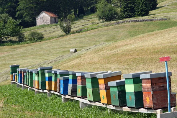Hives Full Bees Producing Agroup Hives Hives Production Wildflower Type — Stok fotoğraf