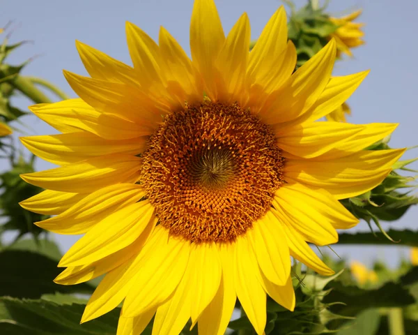 Large Yellow Sunflower Flower Which Obtain Seeds Production Sunflower Oil — Stockfoto