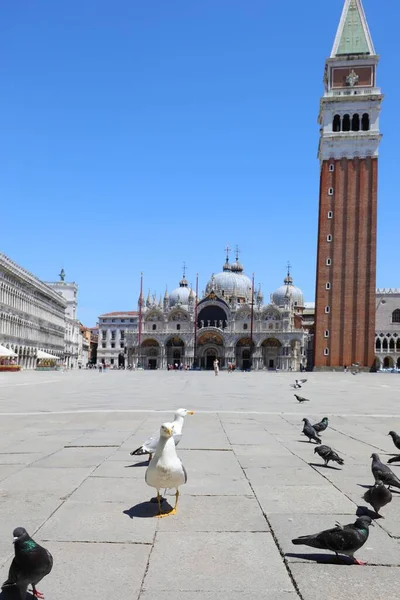 在威尼斯的圣马可广场上 白色海鸥与大教堂一起散步 很少有人因为珊瑚病毒的流行而被封锁 — 图库照片