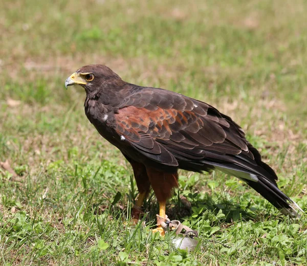 Bird Prey Called Harris Buzzard Yellow Beak Lawn Waiting Hunt — Stock Photo, Image