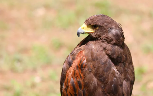 ハリス ブザードと呼ばれる茶色の羽を持つ獲物の大きな鳥です芝生の上に黄色いくちばしを持ち狩りを待っています — ストック写真