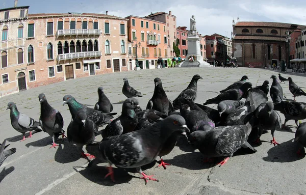 Urban Pigeons Looking Crumbs Eat Large Square Very Few People — стоковое фото