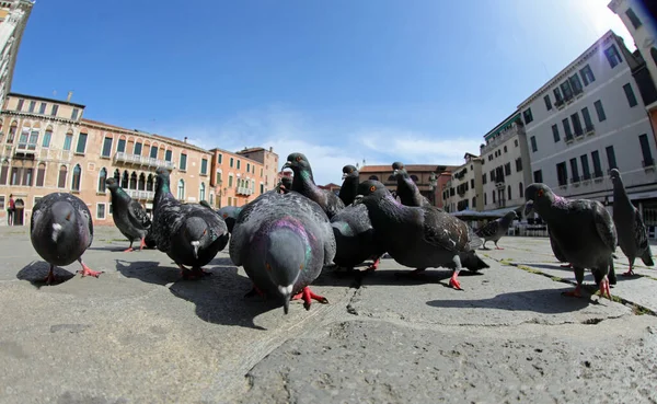 多くの都市のハトは 南ヨーロッパのイタリアのVeniceの恐ろしいロックダウン中に非常に少数の人々と大きな広場で食べるためにパン粉を探しています — ストック写真