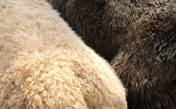 Мягкая Шерсть Шерсть Двух Млекопитающих Lama Одно Белое Одно Коричневое — стоковое фото