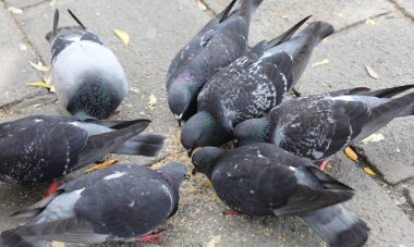 Birçok şehir güvercini halk parkında yayaların bıraktığı ekmek kırıntılarını gagalar.