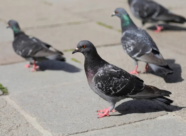 Paloma Urbana Que Arrastra Ciudad Junto Con Otras Aves Similares — Foto de Stock