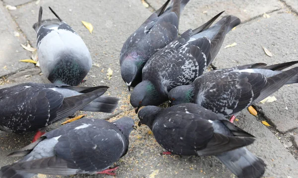 许多城市的鸽子啄食公园里行人留下的面包屑 — 图库照片