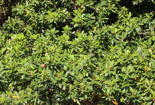 Fundo Verde Muitas Folhas Planta Magnólia Que Atuam Como Uma — Fotografia de Stock