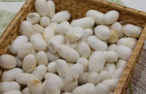 pile of white silkworm cocoons collected in a wicker basket to textile production