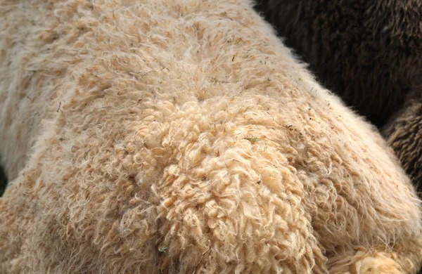 Wool Fleece Two Lama Mammals One White One Brown Shearing — Stock Photo, Image