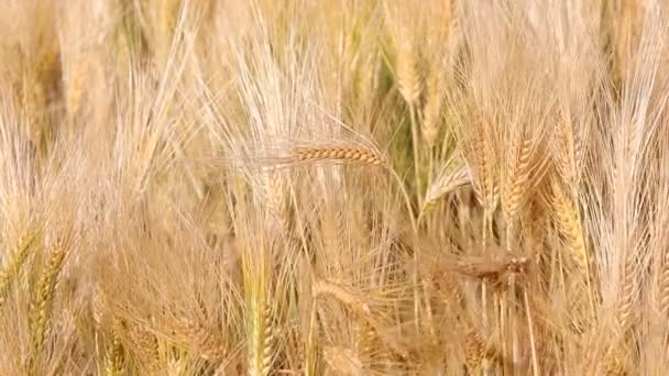 金色成熟的麦穗随风在耕地中飘扬 — 图库视频影像