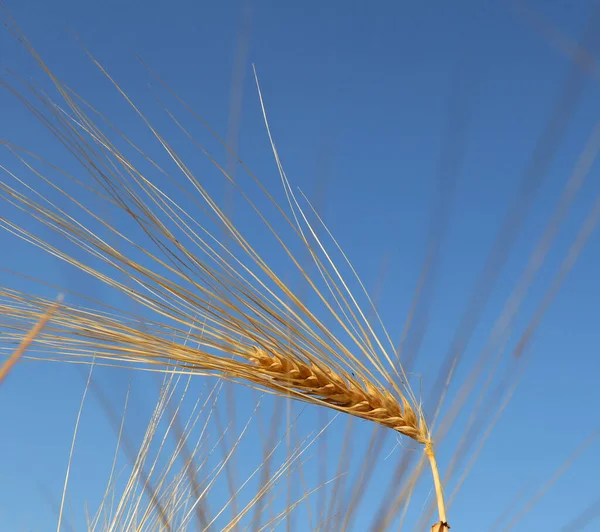 Aşağıdan Çekilen Mavi Gökyüzü Arkaplanlı Olgun Buğday Kulağı — Stok fotoğraf
