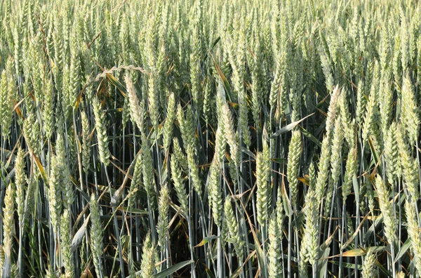 Много Зеленых Колосьев Пшеницы Созревания Обрабатываемом Поле Почти Готовы Сбору — стоковое фото