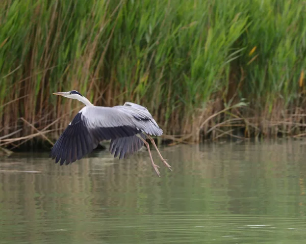 Great Bird Gray Heron Neemt Vlucht Uit Het Moerassige Moeras — Stockfoto