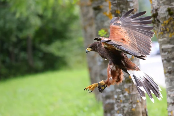 Falco Harris Chiamato Anche Poiana Uccello Rapace Con Grande Becco — Foto Stock
