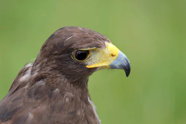 Harris Hawk Also Called Buzzard Rapacious Bird Big Hooked Yellow — Stock Photo, Image