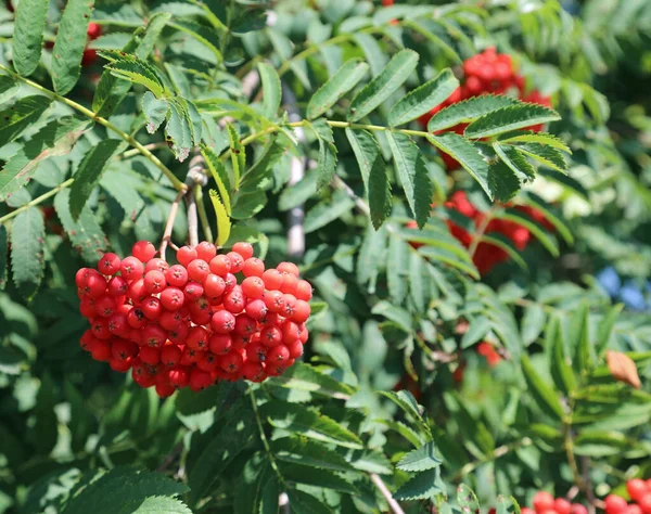 Grupa Dużych Czerwonych Jagód Drzewa Zwanego Rowan Lub Sorbus Aucuparia — Zdjęcie stockowe