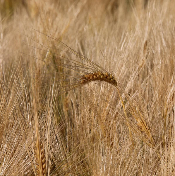 Blonde Golden Ear Ripe Wheat Cultivated Field Late May — Stock Photo, Image
