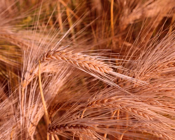 Detail Van Gouden Oren Van Tarwe Bloem Maken Het Veld — Stockfoto