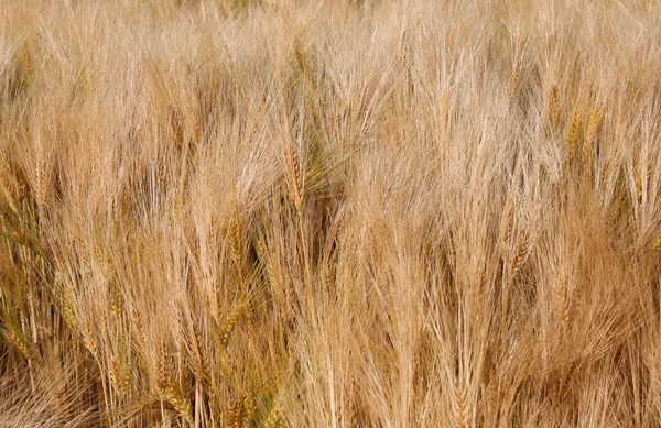 Pozadí Blond Zlatých Uší Pšenice Obdělávaném Poli Pláni — Stock fotografie