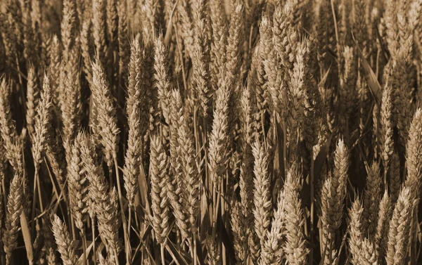 Фоне Многих Спелых Колосьев Пшеницы Обрабатываемом Поле Готовых Летнему Урожаю — стоковое фото