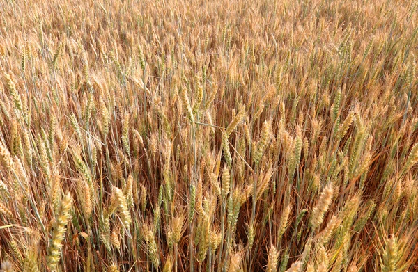 Многие Спелые Колосья Золотой Пшеницы Спелых Начале Лета Готовы Сбору — стоковое фото