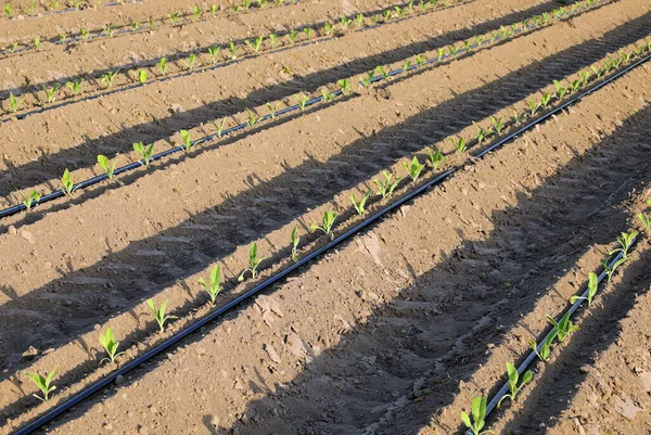 Tarım alanında ve otomatik sulama sisteminde yeşil küçük bitkilerin arasındaki borularla filizleniyor.
