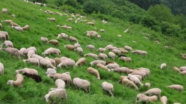 Koyun sürüsü yazın dağlarda otluyor ve otlamak için yeşil çimenler var.