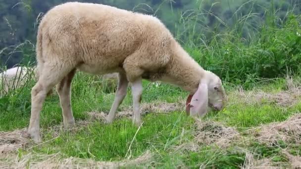 Bílá Ostříhaná Ovce Bez Vlněné Rouno Pasoucí Pasoucí Zelená Tráva — Stock video