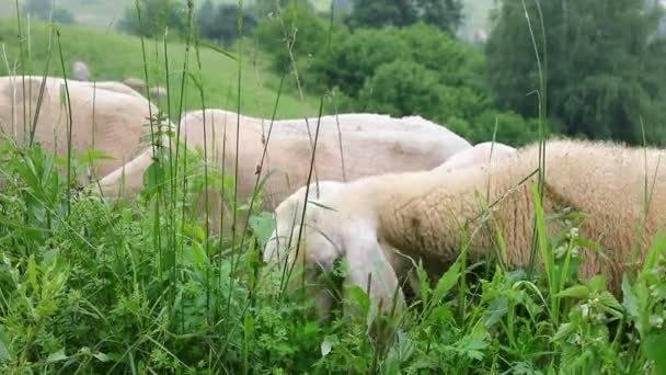 Bílá Ostříhaná Ovce Bez Vlněné Rouno Pasoucí Pasoucí Zelená Tráva — Stock video