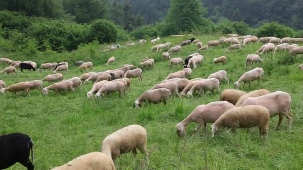 Koyun Sürüsü Yazın Dağlarda Otluyor Otlamak Için Yeşil Çimenler Var — Stok video