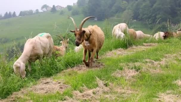 Cabra Com Chifres Longos Vaqueiro Pastando Junto Com Rebanho Ovelhas — Vídeo de Stock