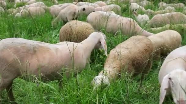 Yazın Yeşil Otlarla Dağlarda Otlayan Siyah Beyaz Koyunlarla Dolu Bir — Stok video