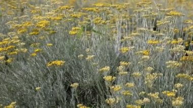 Rüzgar tarafından taşınan sarı HELICRISUS çiçekleri mide ve pankreas salgılama, kolesterol düşürme, idrar söktürücü, spazm, antibakteriyel, anti-eğlence gibi pek çok iyileştirici özelliğe sahiptir.