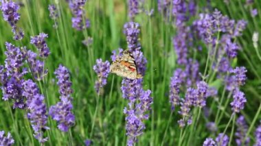Baharda kokulu lavanta çiçeklerinin üzerinde uçan büyük kelebek türü Vanessa Cardui.