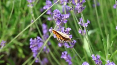 Lavanta çiçekleri üzerinde uçan kelebek türü Vanessa Cardui