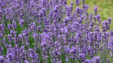 İlkbaharda lavanta çiçeklerinin nektarını emen arı sinekleri.